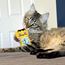 Kong Cat Artz Dali Van Gogh 2-pack