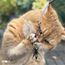 Skitty & Cricksy Refill 2-pack