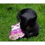 4cats Kawaii kattmynta & silvervin