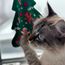 Kattleksak 4cats Xmas  Julgran