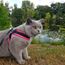 Kattsele Tre Ponti Basic Mesh Rosa Neon
