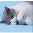 Interactive Cat Toy Ball Roll Pet 2.0