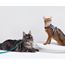 HiDream Leather Series kattsele Turkos