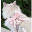 Kattsele Bowknot Rosa