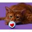 Automatic Electric Cat Ball Shine Love Heartbeat