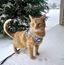 Travel Cat Komfortabel Kattsele  Cash katt