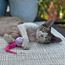 Wiggle Tail Ball with Plush Tail