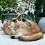 Profeline - Tickle Charms  2 Playful Cat Wand Attachments