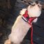Travel Cat Komfortabel Kattsele Rutig Röd/svart