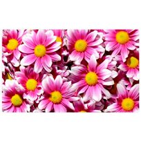UNDERLÄGG PINK DAISY FLOWERS DRYMATE