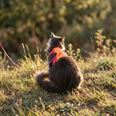 LucyBalu Explorer kattsele Apelsin XS/S