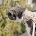 LucyBalu Explorer kattsele Sand XS/S