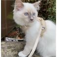 LucyBalu Explorer kattsele Sand XS/S