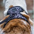 LucyBalu Explorer kattsele Leo XS/S