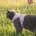 LucyBalu Explorer kattsele Lila XS/S
