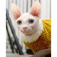 Moorspet Sphynx & Rex Kattsweater winter Gul