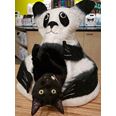 Kattigloo Pandagrotta