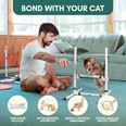 Cat Agility