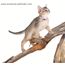 Kattungehalsband RedDingo ljusrosa