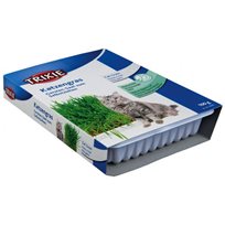 Kattgräs med odlingslåda 100 g