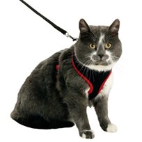 Kattsele mesh med koppel kattunge Svart