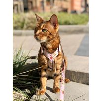 Kattsele Gustaf och Evita Strap Victorian