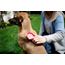 Magic Brush Dog