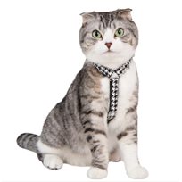 CATSPIA MOUSER Superior Svart