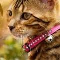 katthalsband strass