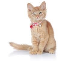 Halsband Katt Mönstrade