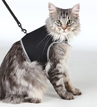 Kattsele
