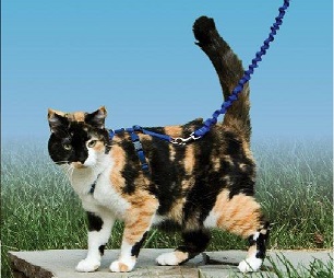 Kattsele Easy walk