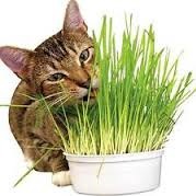 Kattgräs