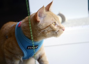 Kattsele Puppia