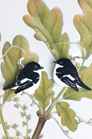 Earrings birds hook Flycatcher
