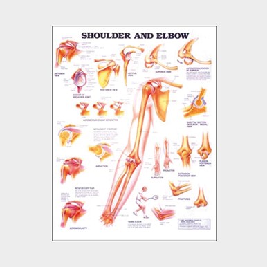 Wall chart - Shoulder and Elbow