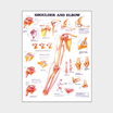 Plansch - Shoulder and Elbow