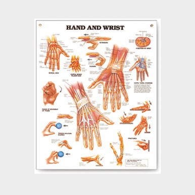 Wall chart - Hand & Wrist