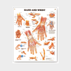 Wall chart - Hand & Wrist