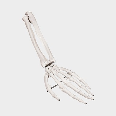 Hand skeleton