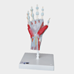 Musclehand