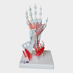 Musclehand