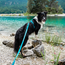 Non-stop dogwear Line Harness 5.0 Teal
