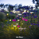 in-lite Sway