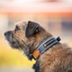 Seleverkstedet Unify Dog Collar Kaulapanta