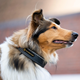 Seleverkstedet Unify Dog Collar Kaulapanta