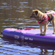 Saimaa Sup Lily 10.6, SUP board