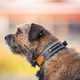 Seleverkstedet Unify Dog Collar Hundhalsband