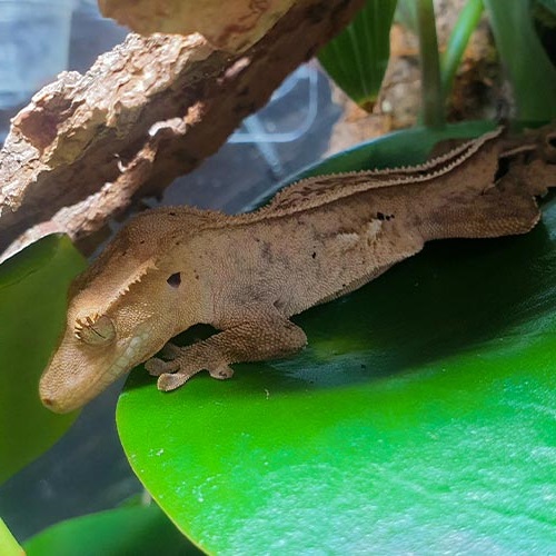 En gecko som gömmer sig på ett löv under bark