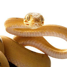 gul orm med vit bakgrund